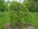 white mulberry